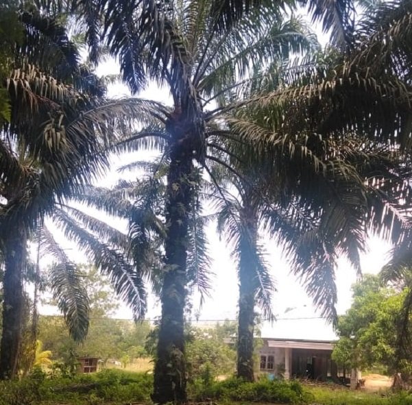 Kebun Kelapa Sawit