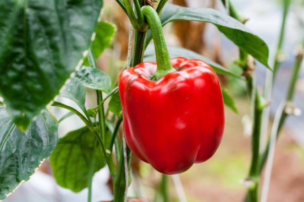 Paprika merah/net