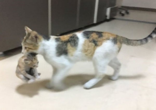 Induk kucing membawa anaknya ke UGD Rumah Sakit di Turki/@ozcanmerveee