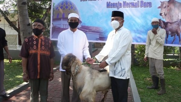 Komandan Pangkalan Utama Angkatan Laut III (Danlantamal III), Brigjen TNI Hermanto, S.E., M.M menyerahkan hewan kurban (Foto: Istimewa)