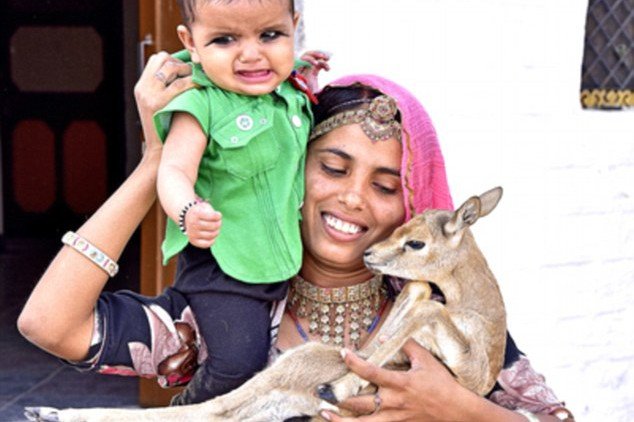 Suku Bishnoi di India, rela Menyusui Rusa - Foto: Istimewa