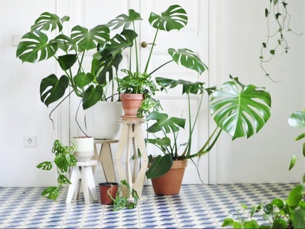 Tanaman Rhaphidophora Tetrasperma juga disebut “ Monstera mini”. sangat langka, sehingga harganya melambung - Fotp:pinters