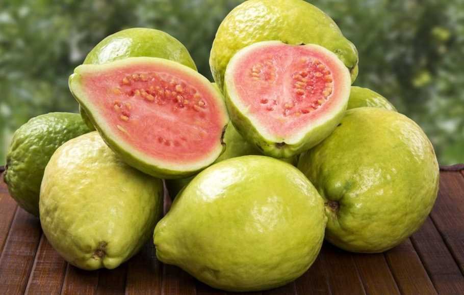 Jambu Biji - Foto: Istimewa