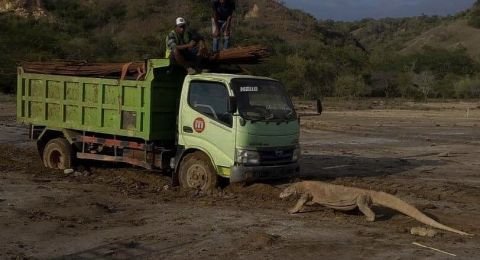 Viral Komodo hadang truk - Foto: instagram