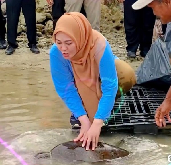 Bupati Pandeglang Irna Narulita, SE, MM, melepas induk penyu di pantai sekitar Tanjung Lesung, Rabu, 7 Juni 2023 (Foto:Dok. Disparbud Kabupaten Pandeglang)