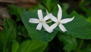 Bunga Kitolod obat mata