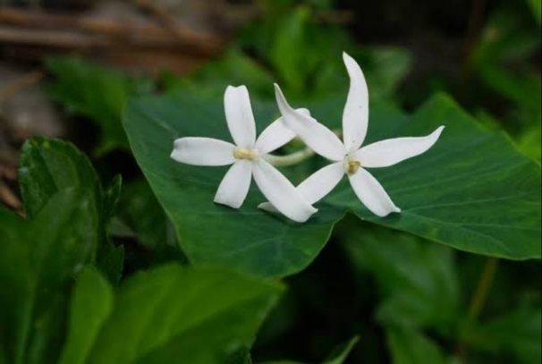 Bunga Kitolod obat mata